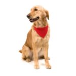 Collana Bandana Roco - immagine 6
