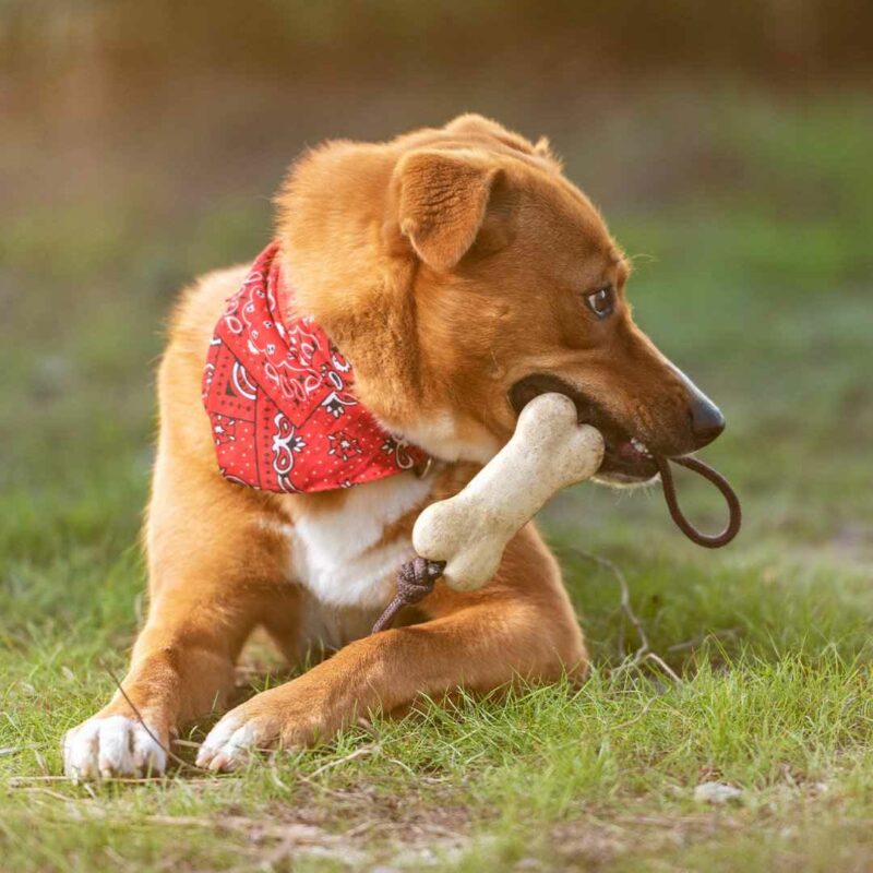 Teether Per Animali - immagine 3