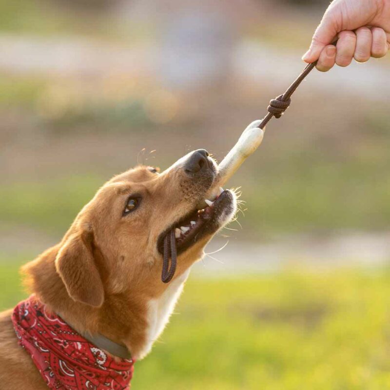 Teether Per Animali - immagine 4